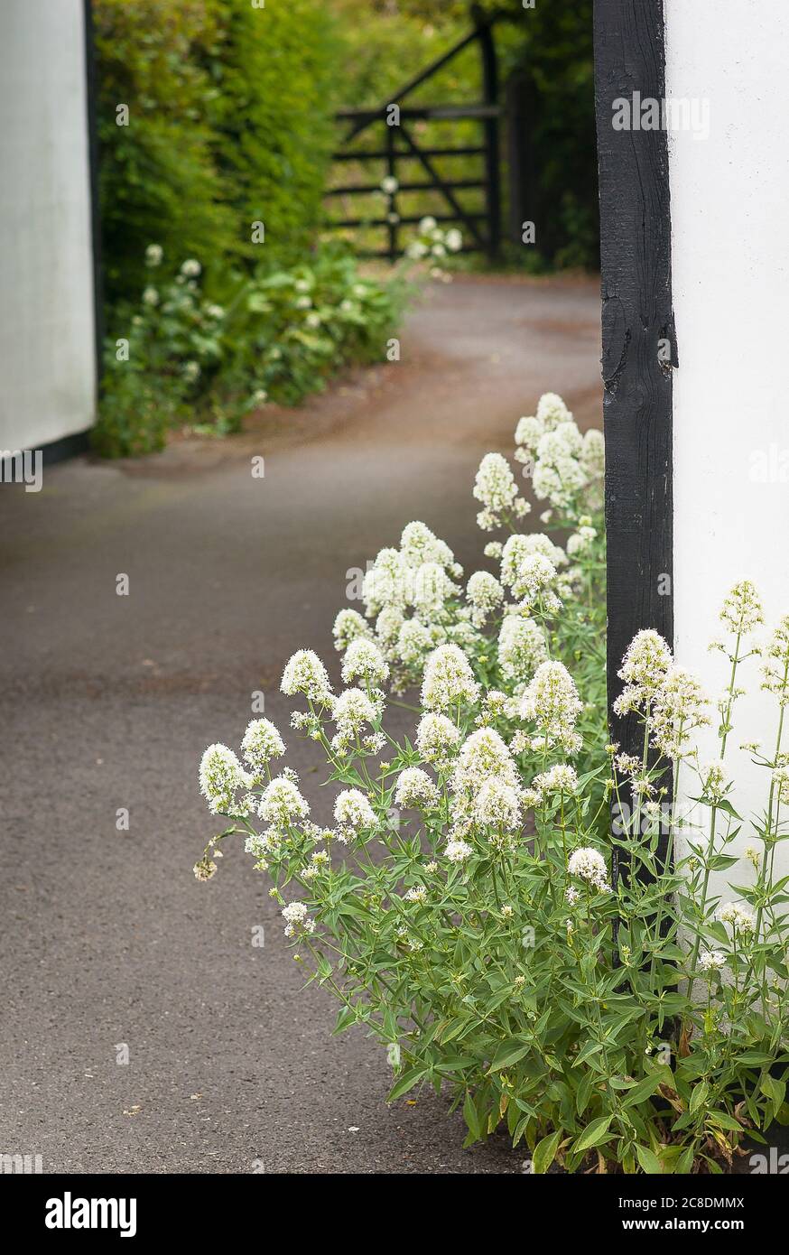 Self-seeded white Valerian growing in the margins of a tarmac surface in a private garden in the West Country UK Stock Photo