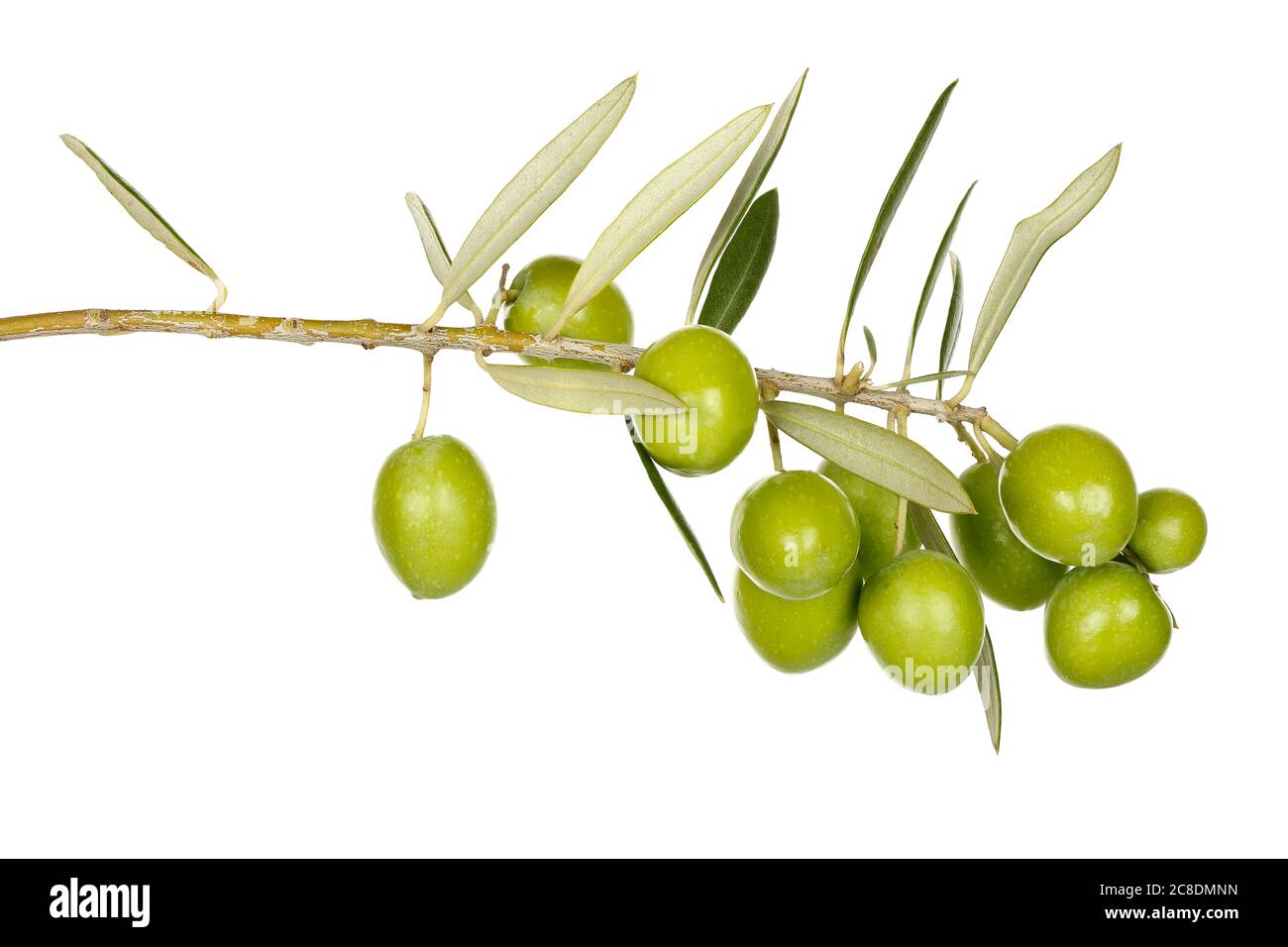 olive branch with green olives isolated on white Stock Photo - Alamy