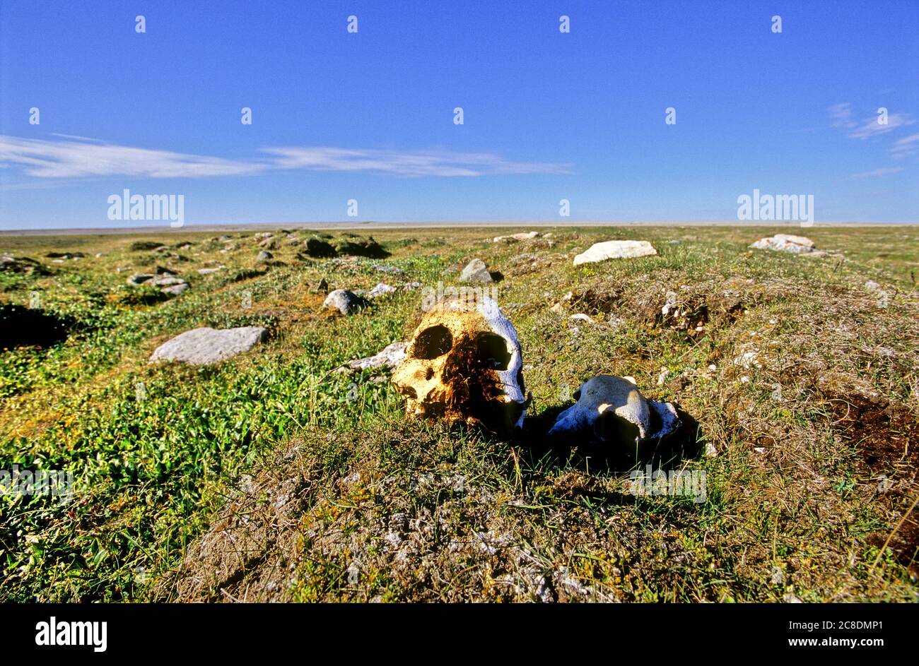 Skull on Mansel Island, Hudson Bay, Nunavut, Canada Stock Photo