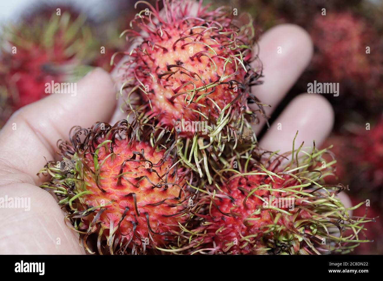 Rambutan exotic fruits in palm of hand Stock Photo