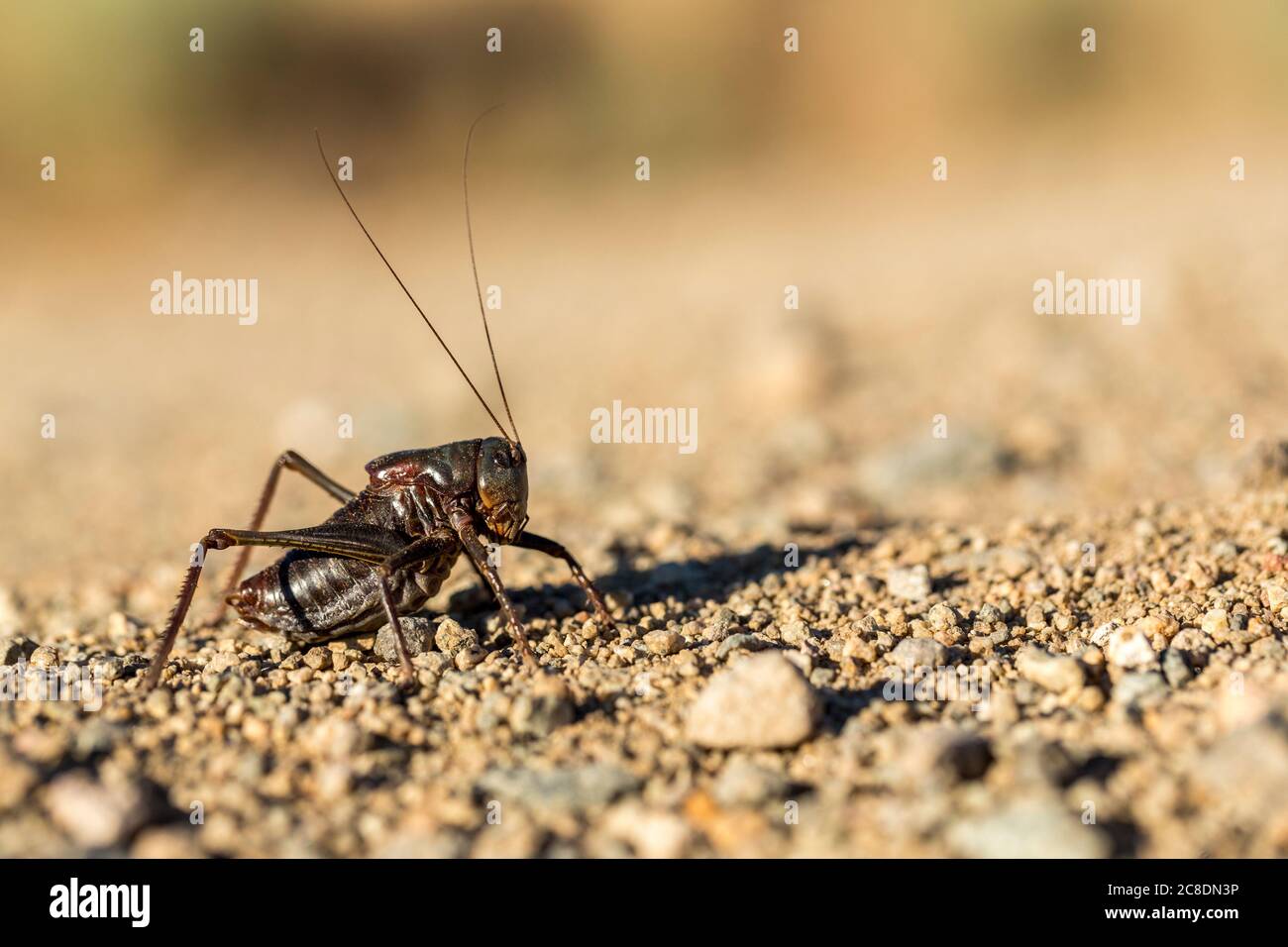 Up close macro black mormon cricket on sandy desert ground Stock Photo