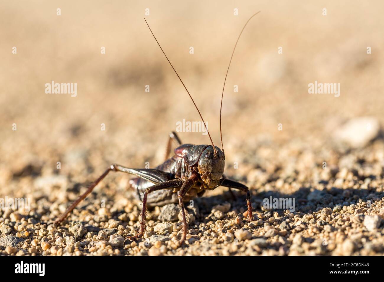 Up close macro black mormon cricket on sandy desert ground Stock Photo