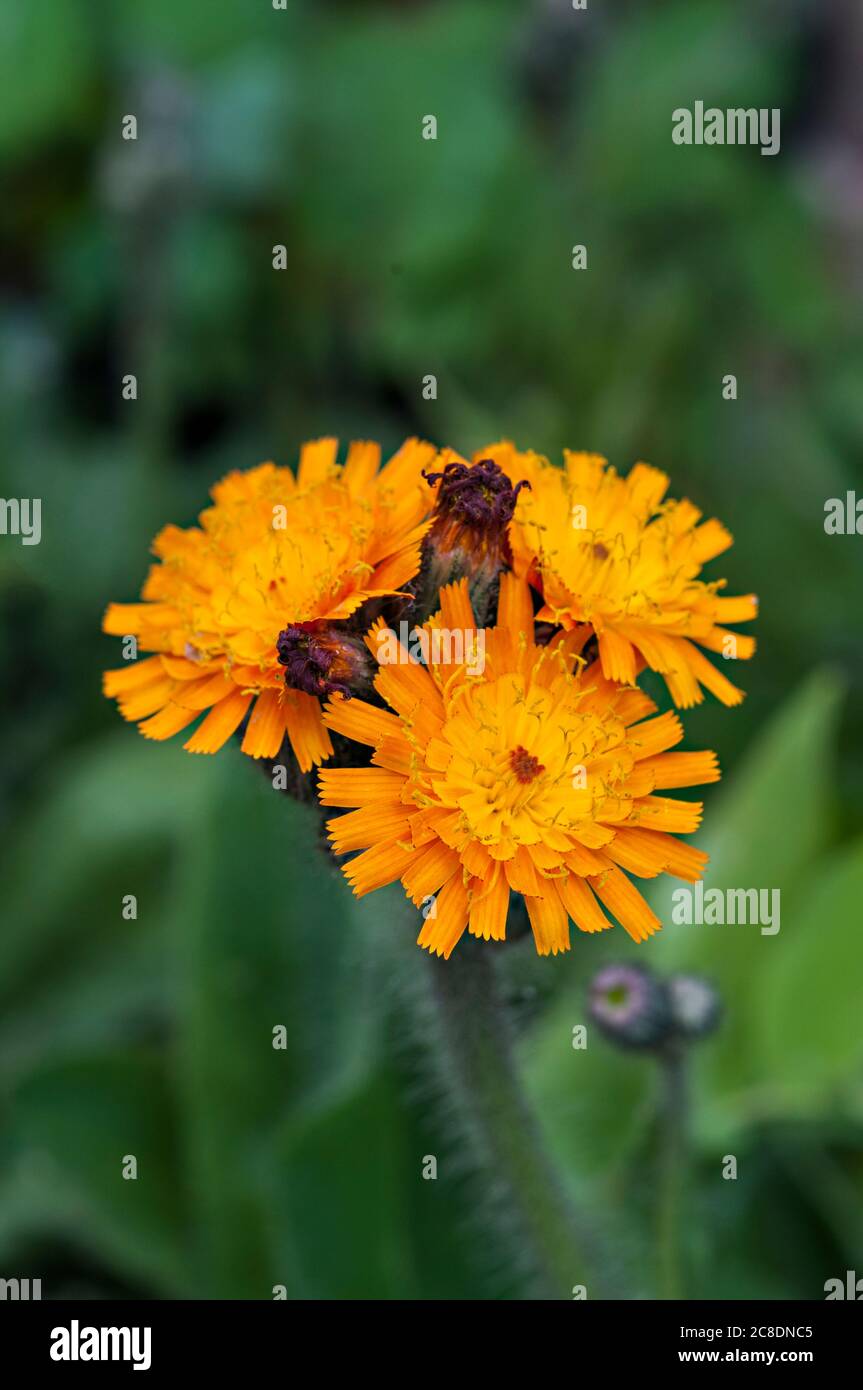 Orange Hawkweed Hieracium aurantiacum a wild flower of the daisy family An orange flowered perennial that flowers throughout summer and is fully hardy Stock Photo