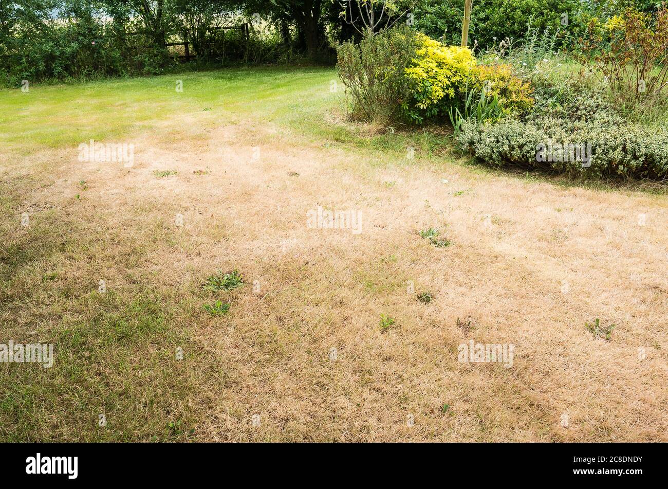 A grass lawn in summer showing how unshaded areas quickly dry and brown before recovering once rains return in the UK. Isolated green spots show how m Stock Photo