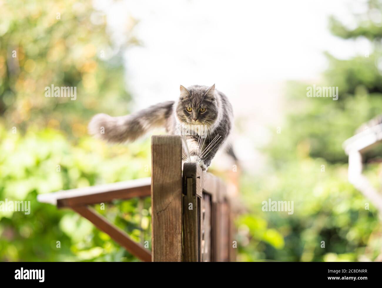 young blue tabby maine coon cat balancing on wooden fence walking ...