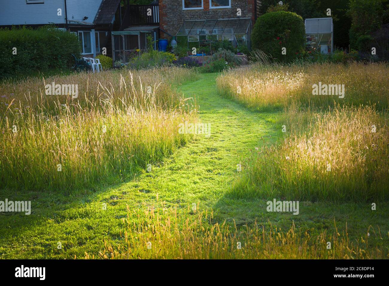 Evening light shines down a grass pathway across a grass lawn with areas allowed to grow and flower before late summer mowing Stock Photo