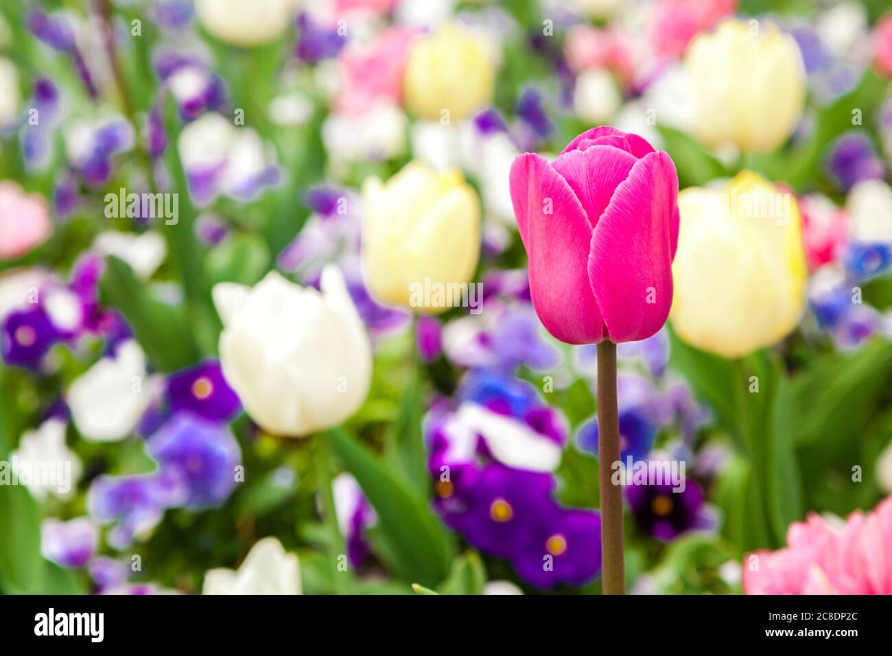 Flowerbed of colorful tulips Stock Photo
