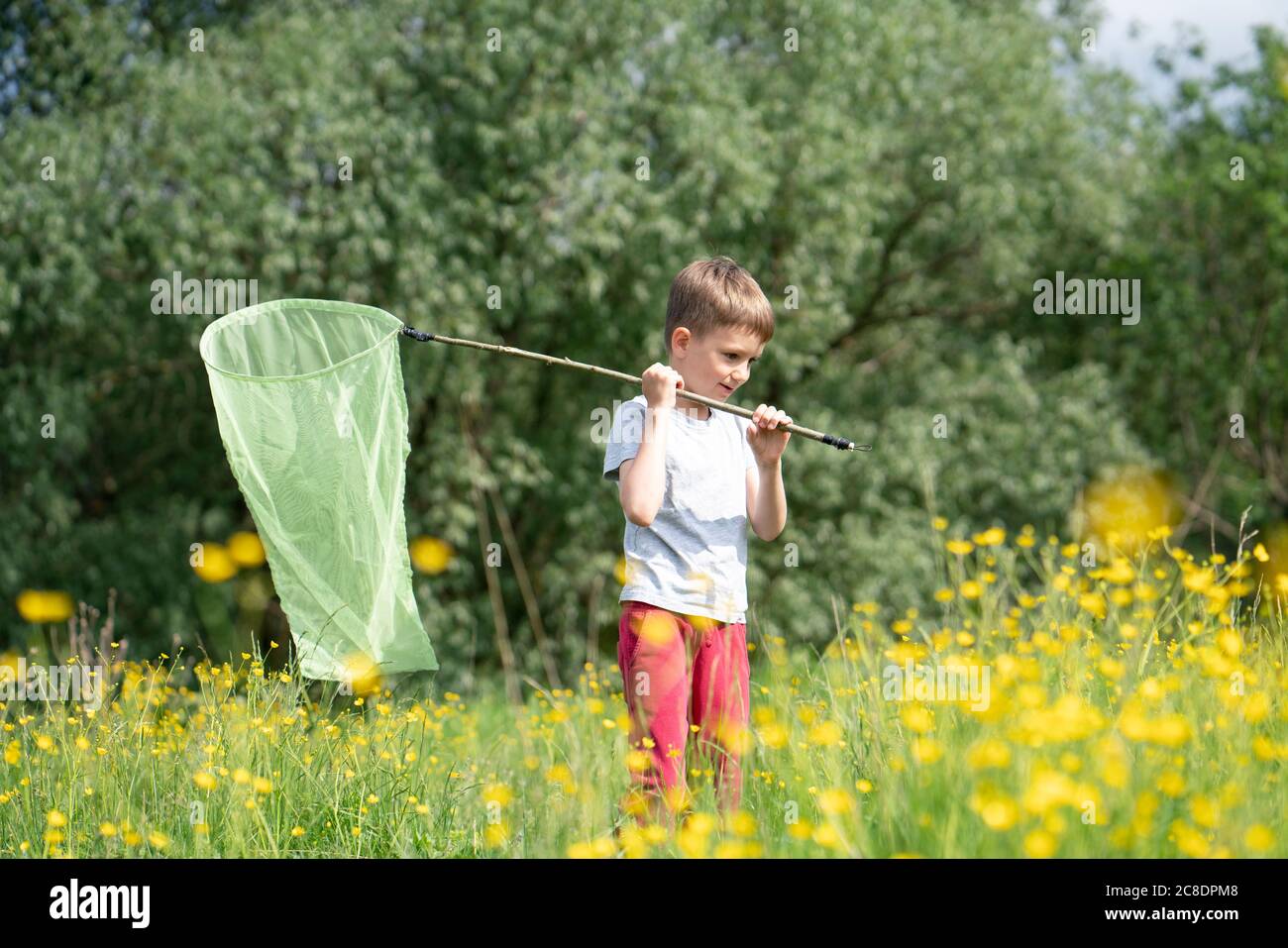 Cute boy catching butterflies with net while standing amidst plants in  forest Stock Photo - Alamy