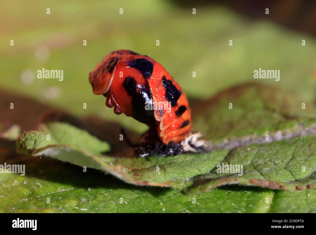 Asian ladybeetle (Harmonia axyridis) hatching on leaf Stock Photo
