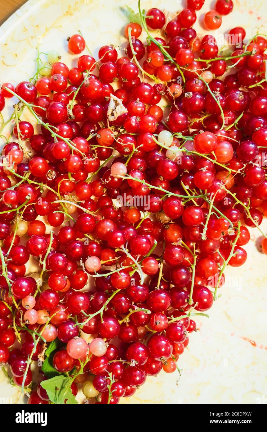 Freshly picked red currants ready for destringing and preparation for a meal Stock Photo