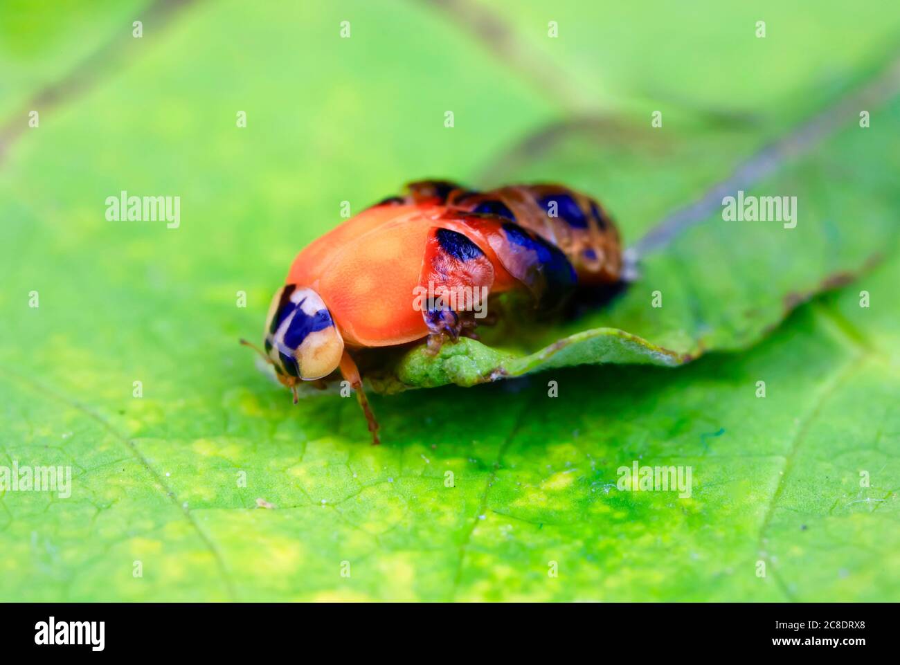Asian ladybeetle (Harmonia axyridis) hatching on leaf Stock Photo