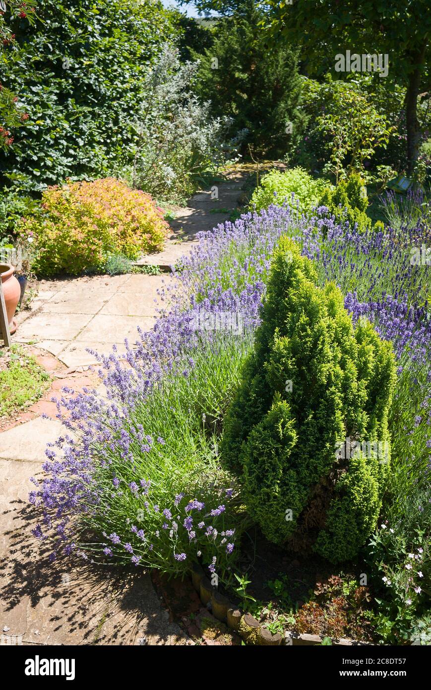 A pleasing view down a paved path through an informal planting of flowering lavenders and conifers and other mixed perennial plants in an English garden Stock Photo