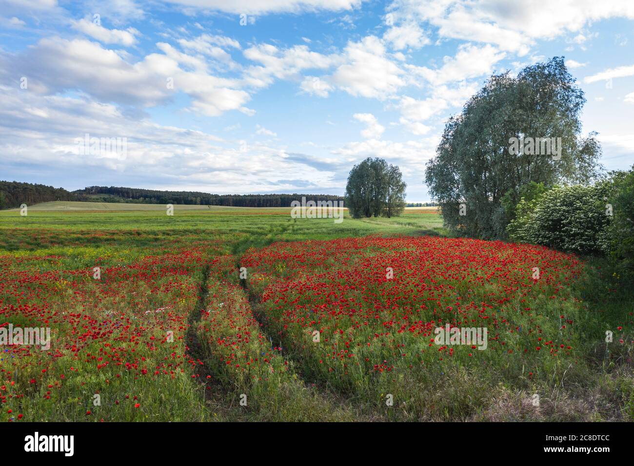 Germany, Brandenburg, Drone view of red poppy field in spring Stock Photo