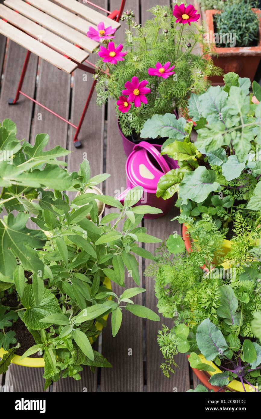 Flowers and vegetables growing on balcony garden Stock Photo