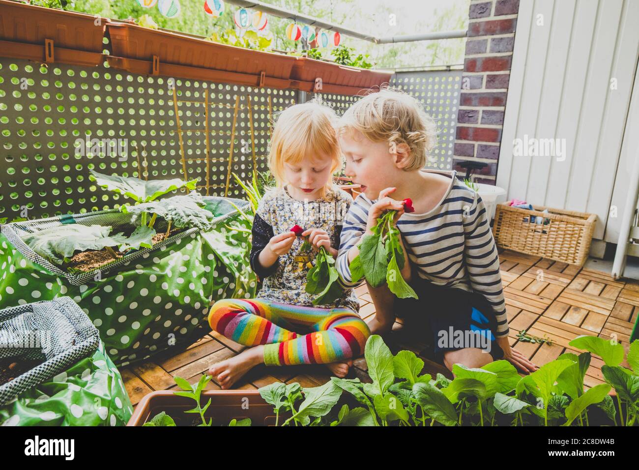 Blond siblings harvesting homegrown radish in balcony Stock Photo