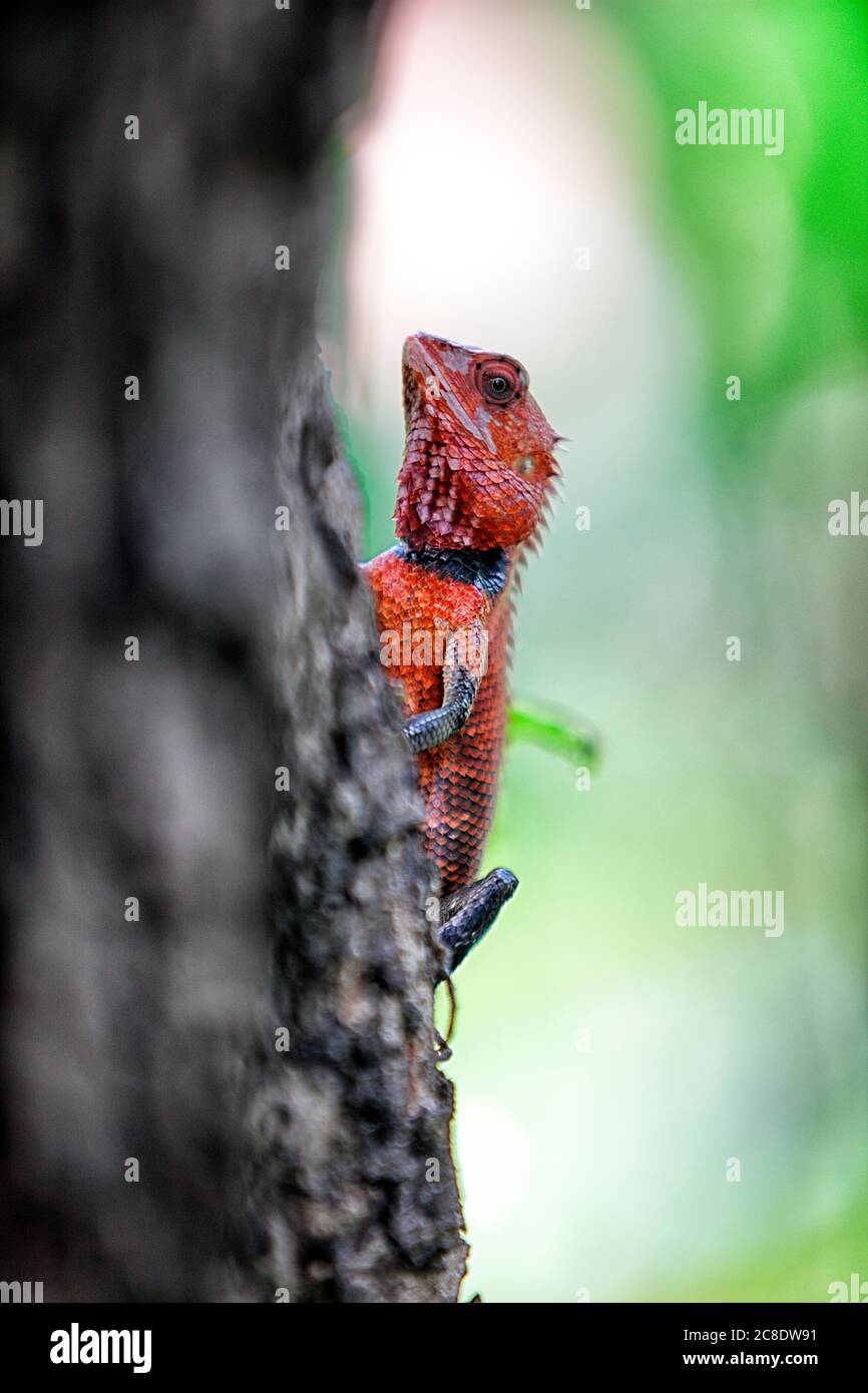 Red lizard climbing tree trunk Stock Photo Alamy