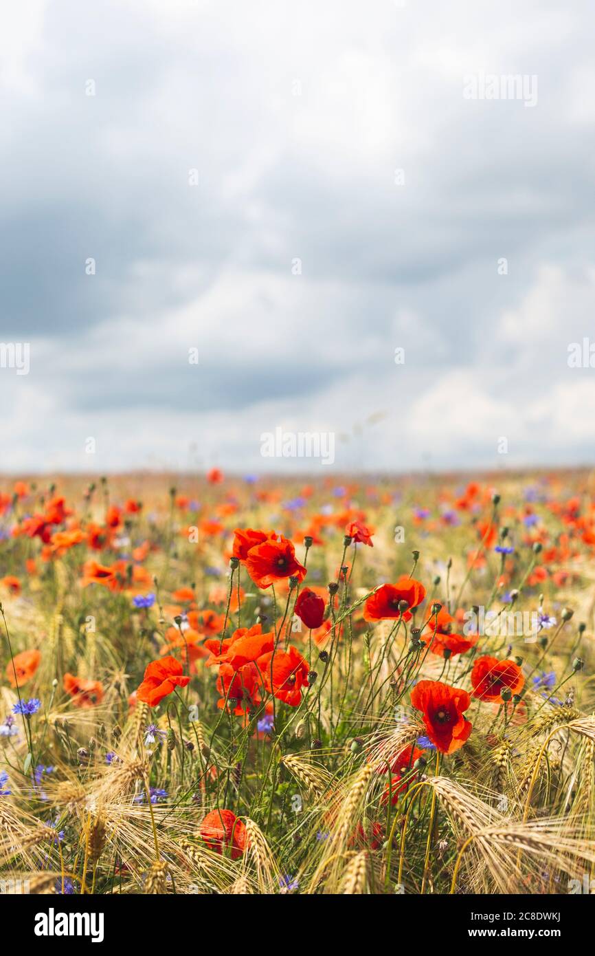 Poppies on summer meadow hi-res stock photography and images - Alamy