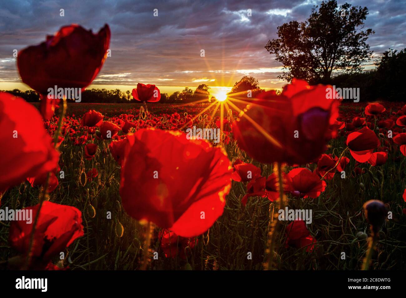 Field poppies in sun hi-res stock photography and images - Alamy