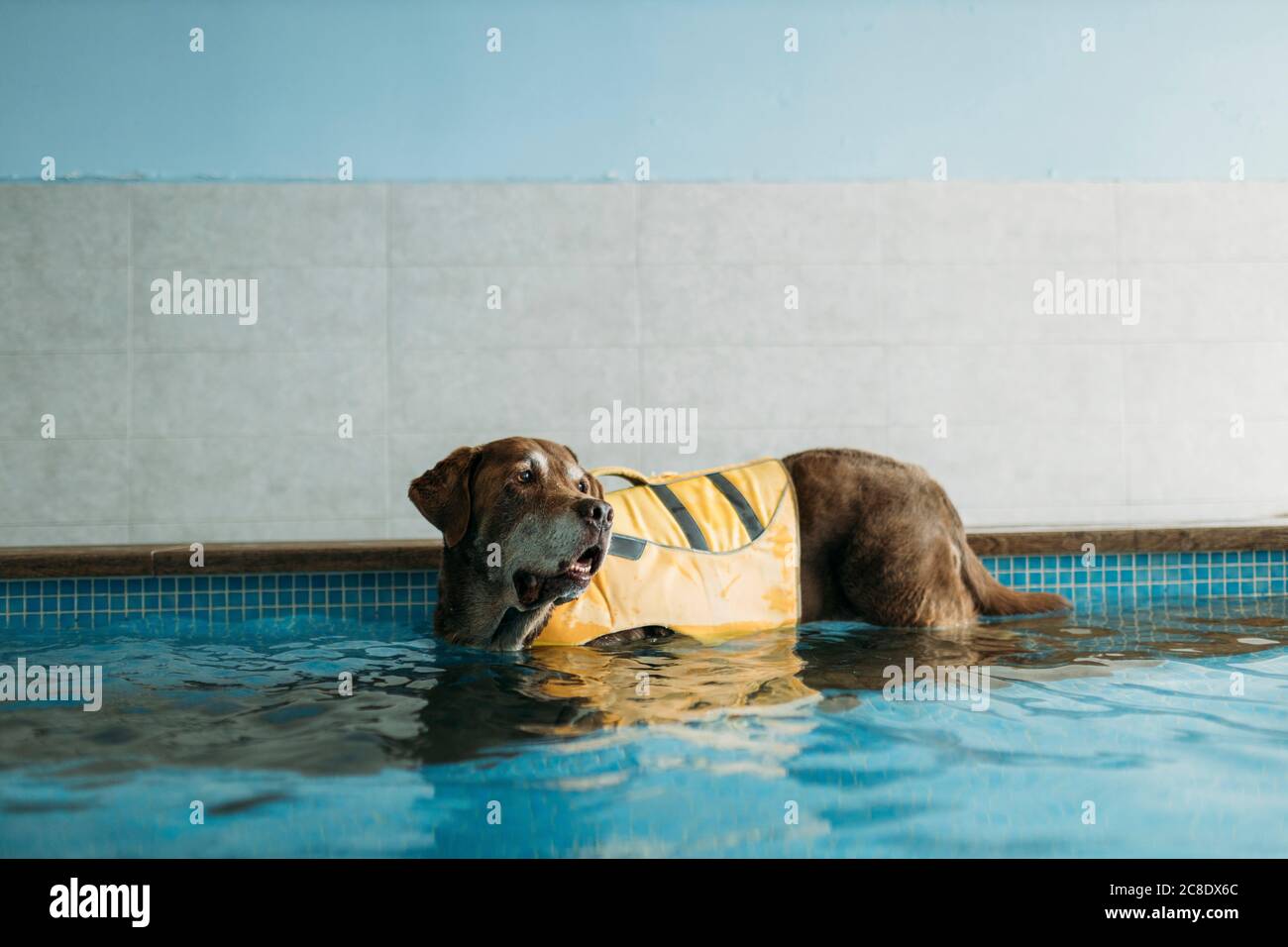 Brown Labrador Retriever wearing life jacket in swimming pool at physiotherapist center Stock Photo