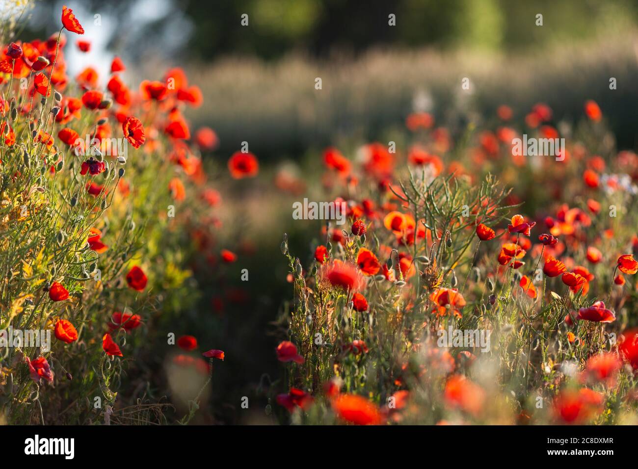 Red poppies growing in field Stock Photo Alamy