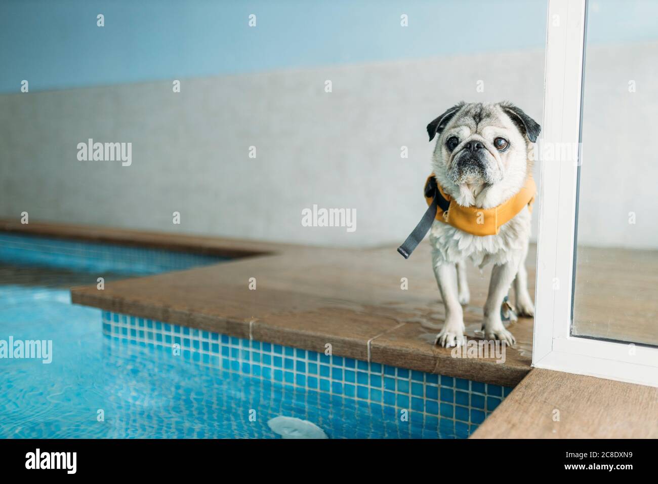 Pug life shop jacket swimming