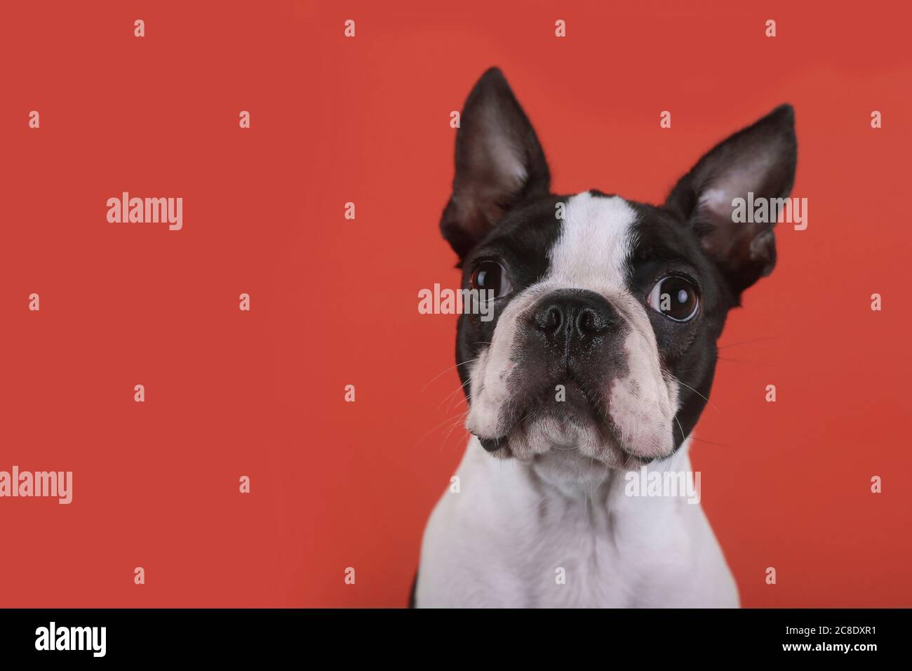 Portrait of boston terrier puppy in front of red background Stock Photo