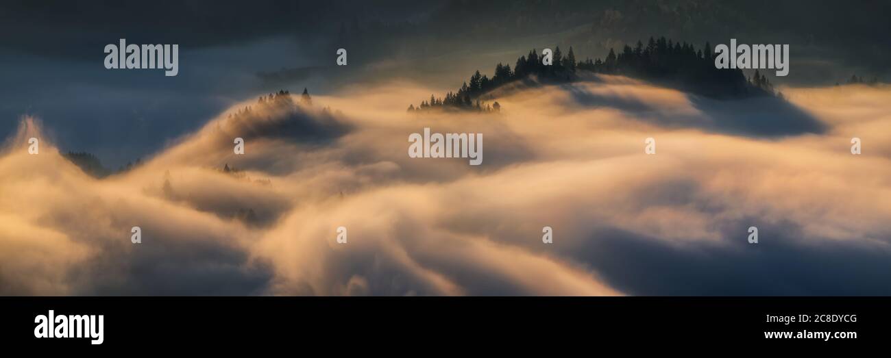 Panorama of trees in fog at Pieniny mountains in sunrise light, Poland Stock Photo