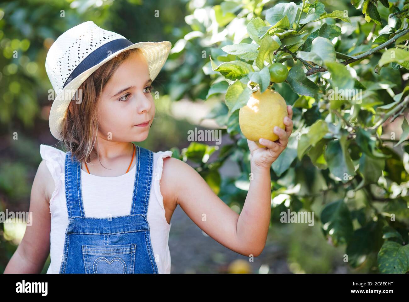 Girl picking fruit in garden Stock Photo