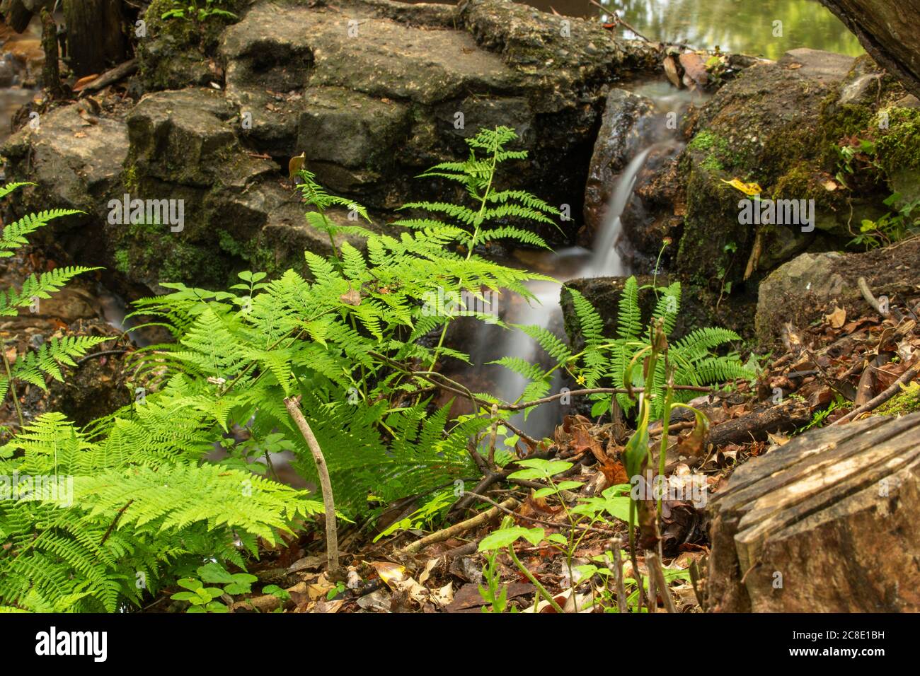 Ferns and woodland stream intimate landscape Stock Photo