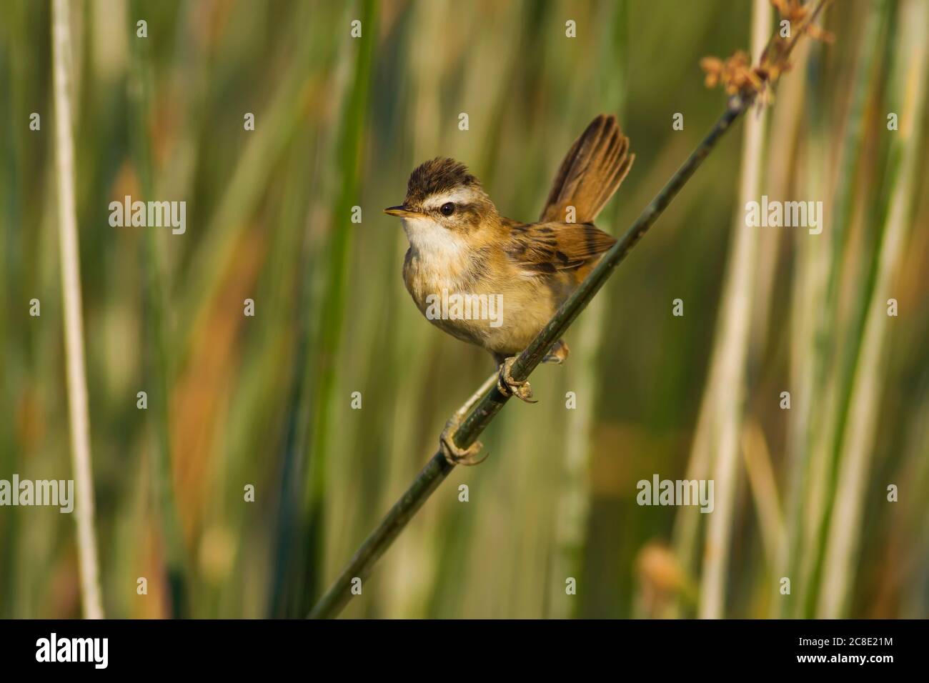 Cute bird. Green nature background. Bird: Moustached Warbler. Acrocephalus melanopogon. Stock Photo
