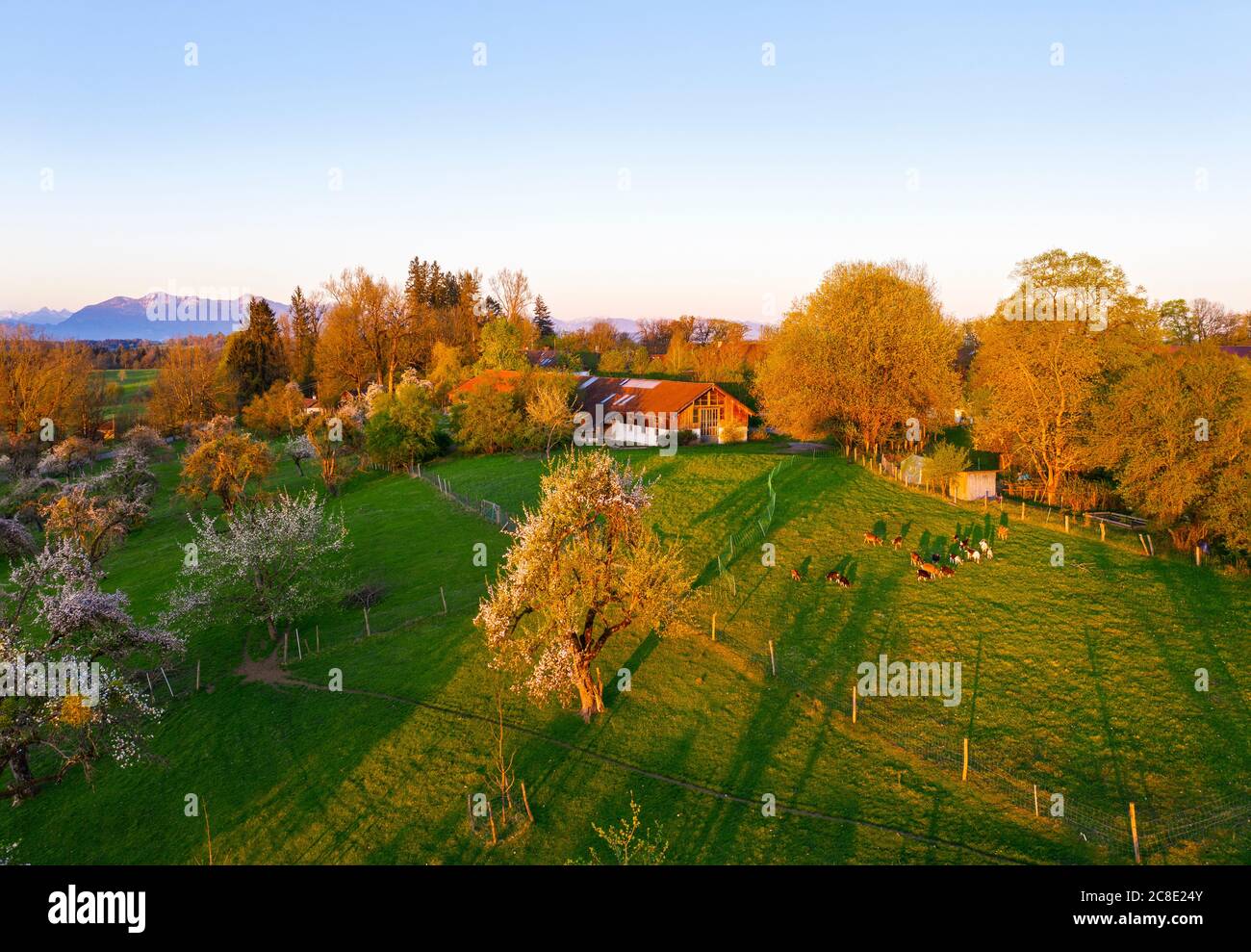 Germany, Bavaria, Konigsdorf, Drone view of Mooseurach orchard at spring dawn Stock Photo