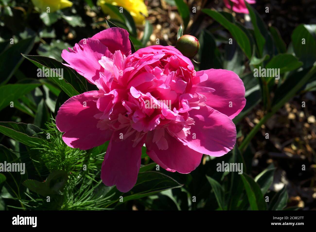 Head of pink blooming peony Stock Photo