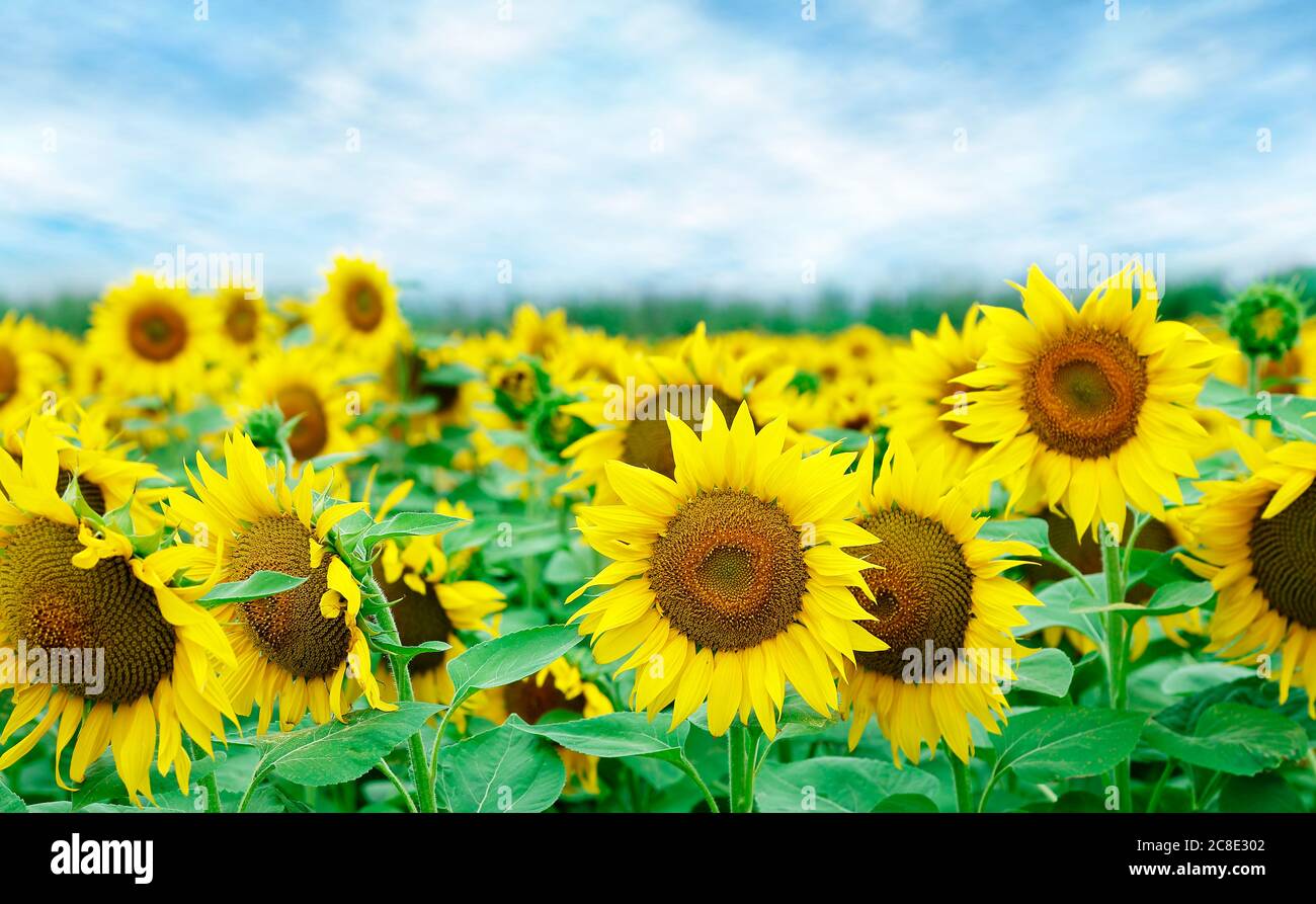 field of sunflowers with blue sky closeup Stock Photo - Alamy
