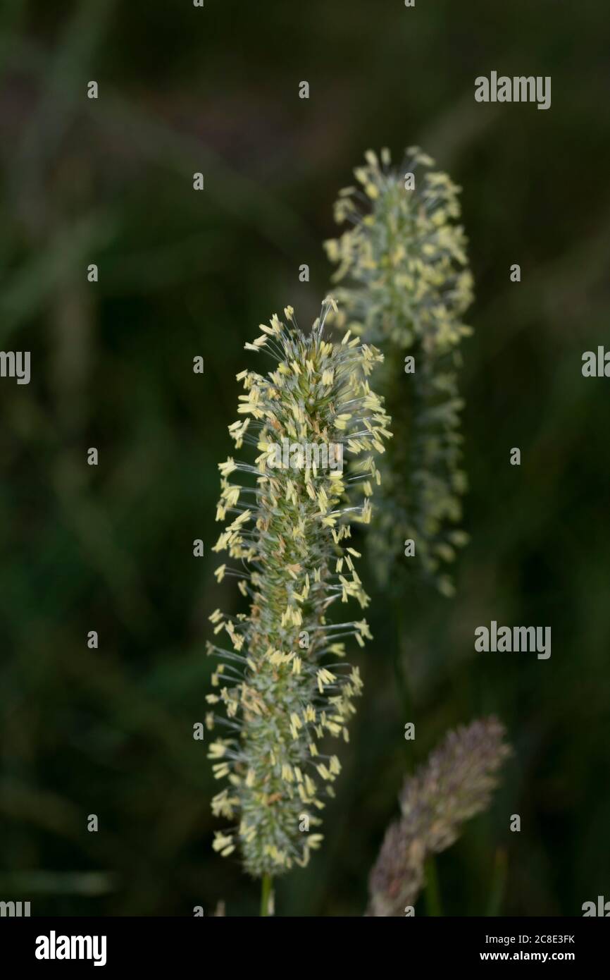 Grass pollen close up (macro) natural representation Stock Photo