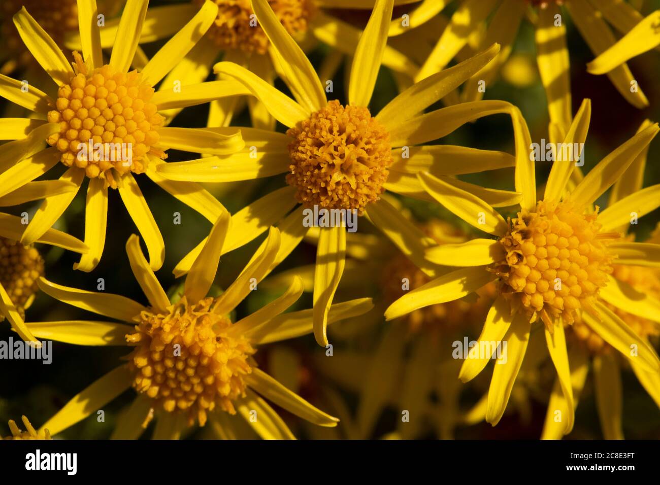 Ragwort, Jacobaea vulgaris, yellow wild flowers nature portrait Stock ...
