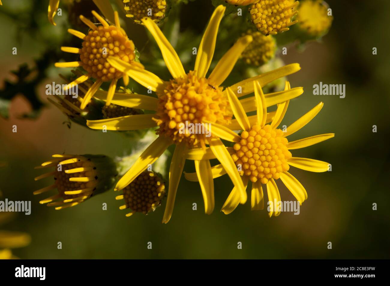 Ragwort, Jacobaea vulgaris, yellow wild flowers nature portrait Stock ...