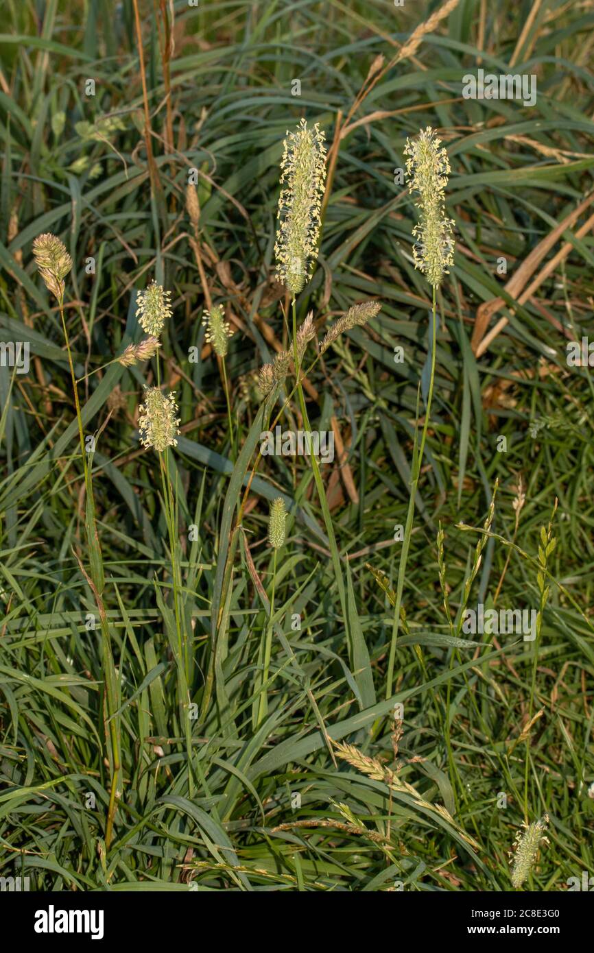 Grass pollen close up (macro) natural representation Stock Photo