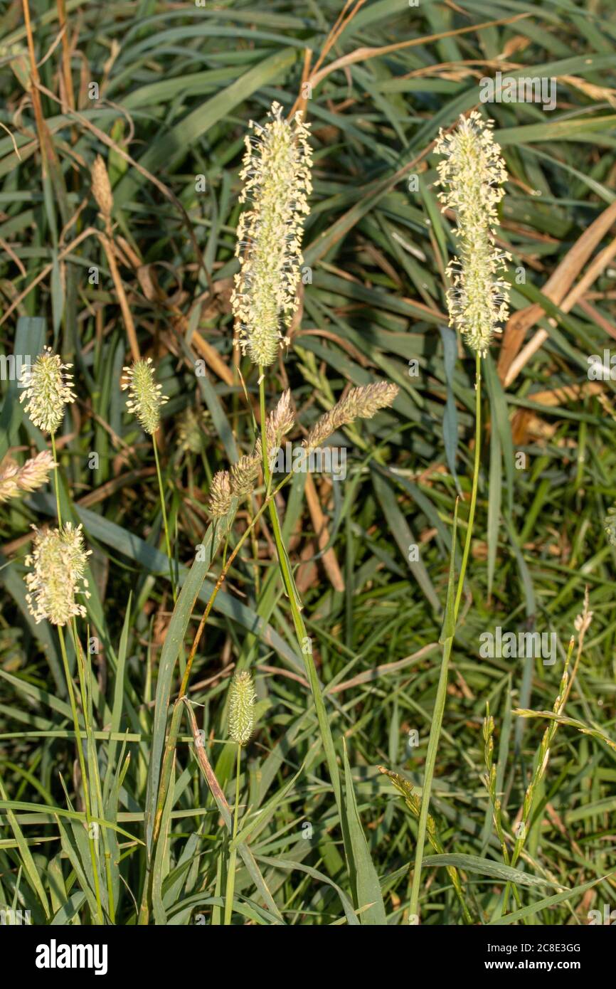 Grass pollen close up (macro) natural representation Stock Photo