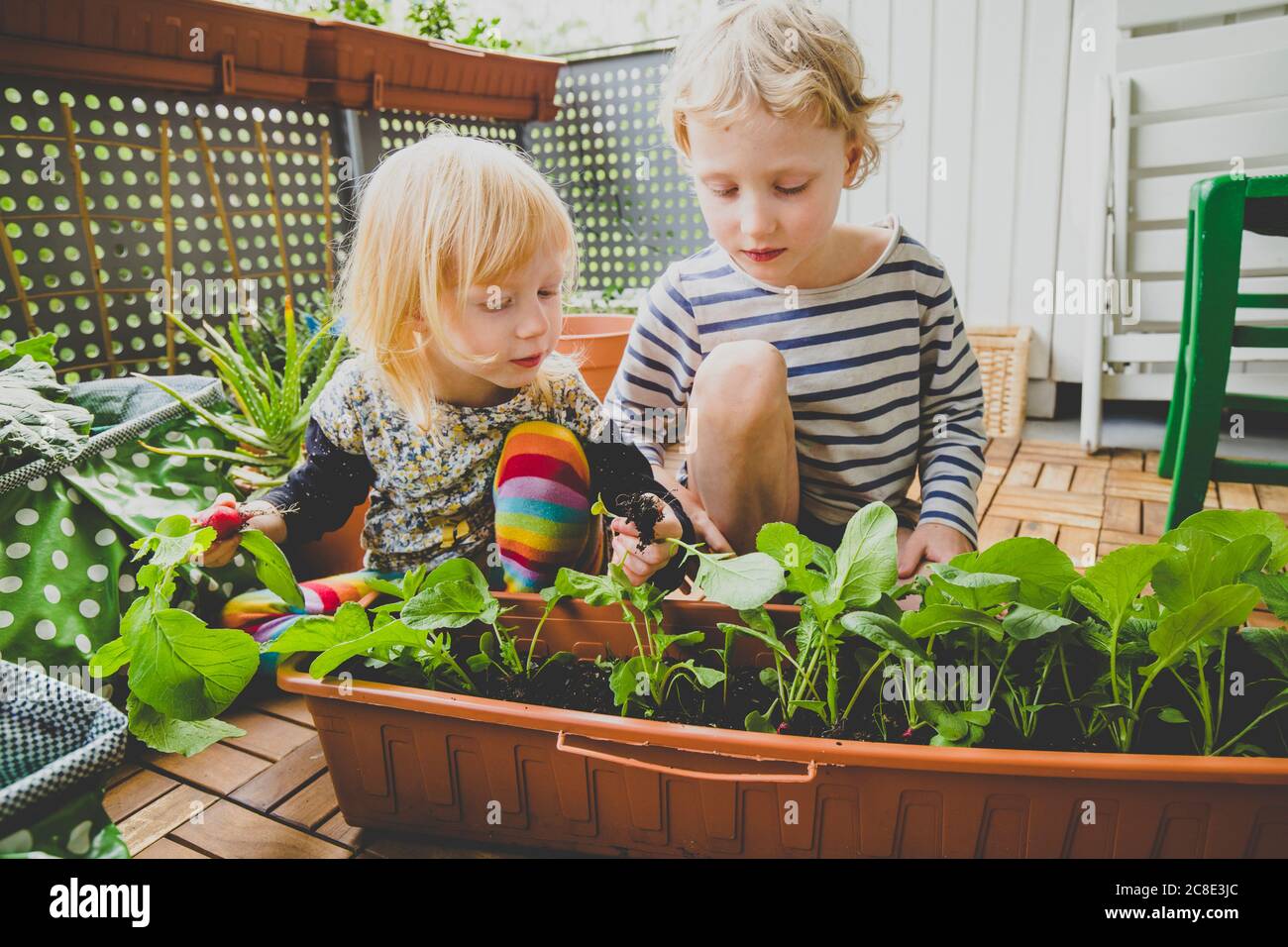 Blond boy and girl harvesting homegrown radish in balcony Stock Photo