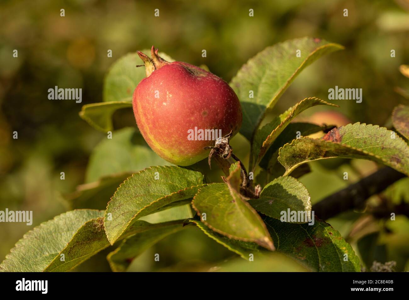 Crab Apple Natural Fruit Portrait Stock Photo Alamy crab-apple-natural-fruit-portrait-stock-photo-alamy