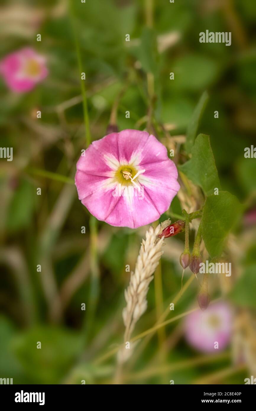 Field bindweed pink flower amongst out of focus grasses and meadow