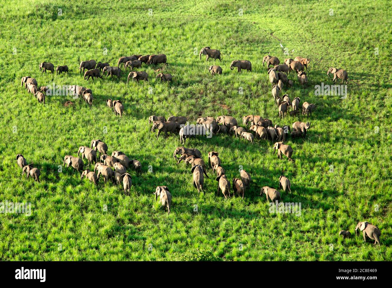 Democratic Republic Of Congo, Aerial view of herd of elephants in Garamba National Park Stock Photo