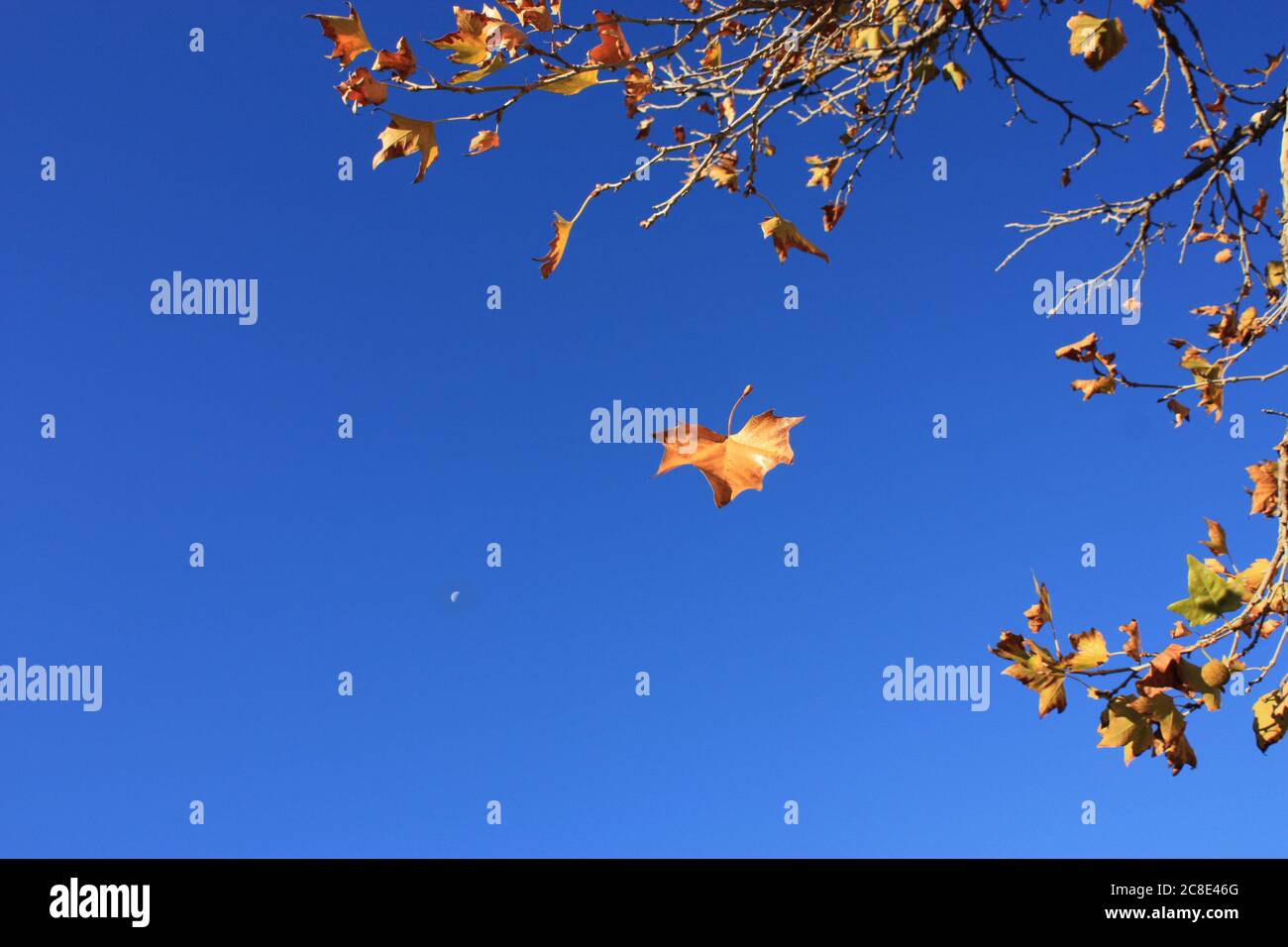 Leaf falling from tree in autumn with moon in daytime sky. Stock Photo