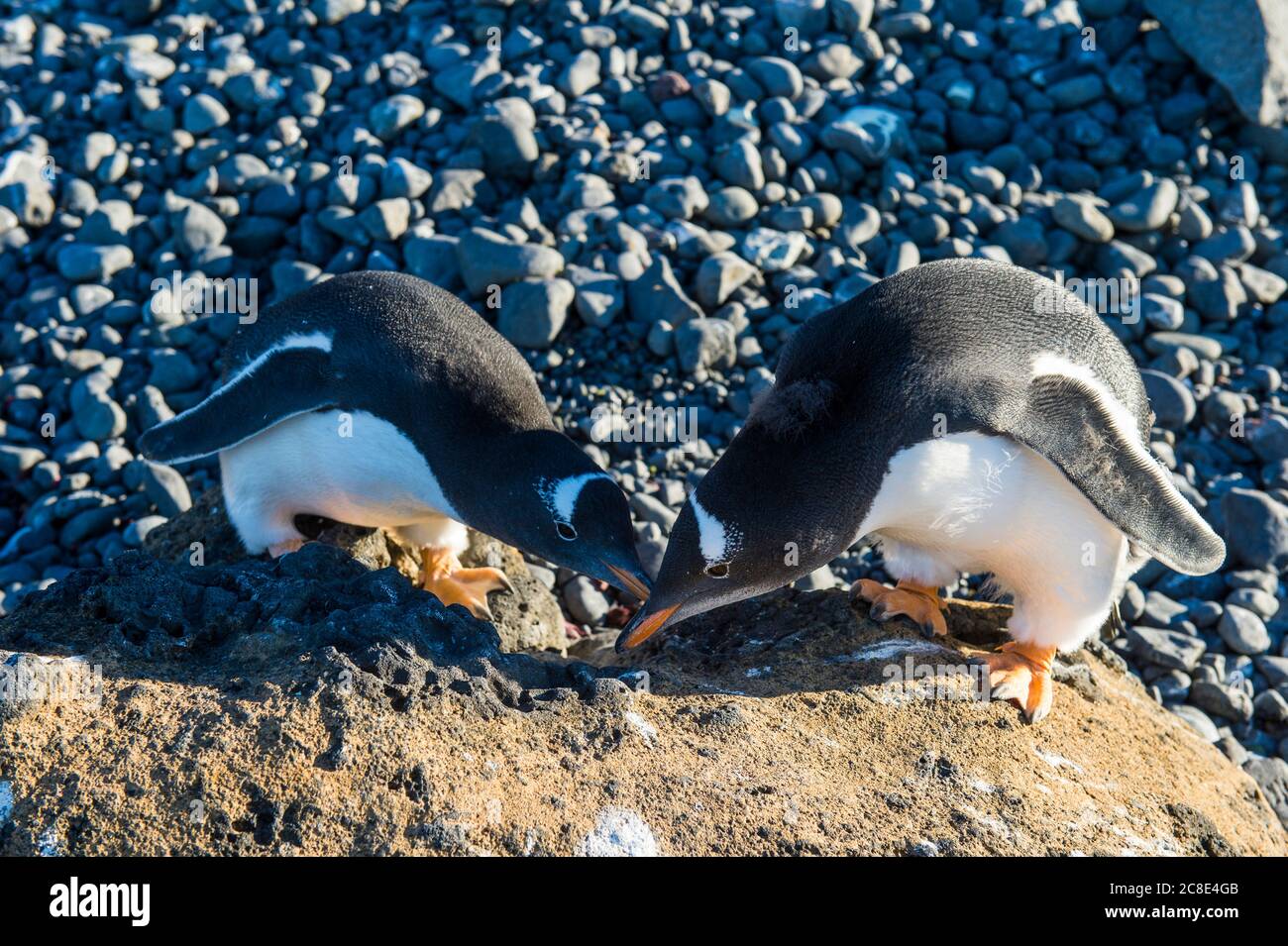 Two gentoo penguins (Pygoscelis papua) touching with beaks Stock Photo