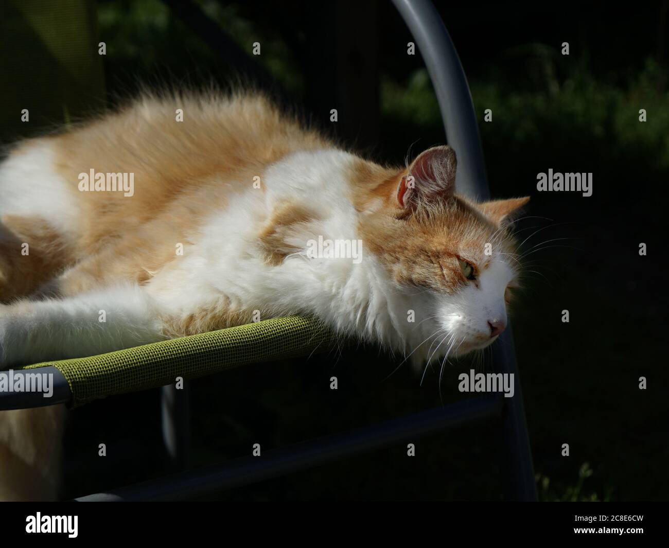 Cat laying on a lawn chair in the sun. Stock Photo
