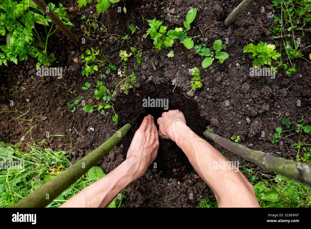 Hands of man digging dirt amidst plants in organic garden Stock Photo