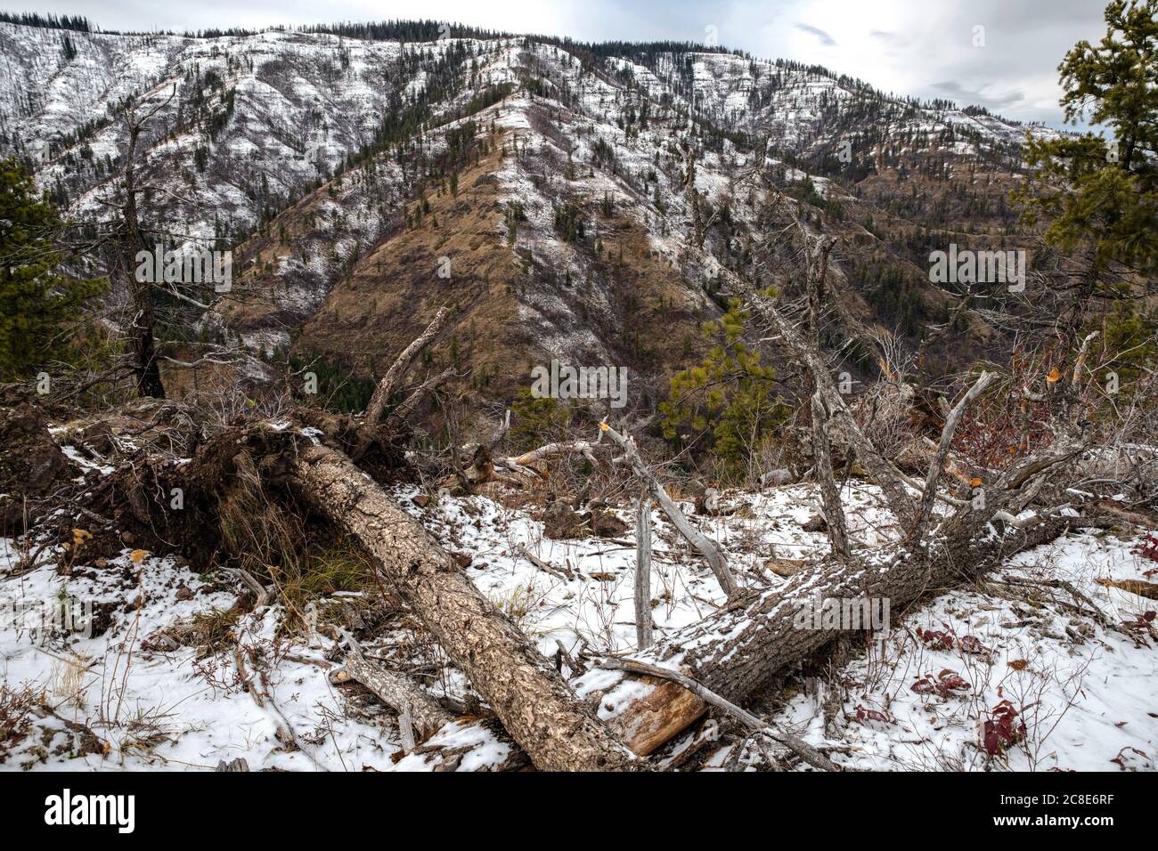 Umatilla national forest hires stock photography and images Alamy