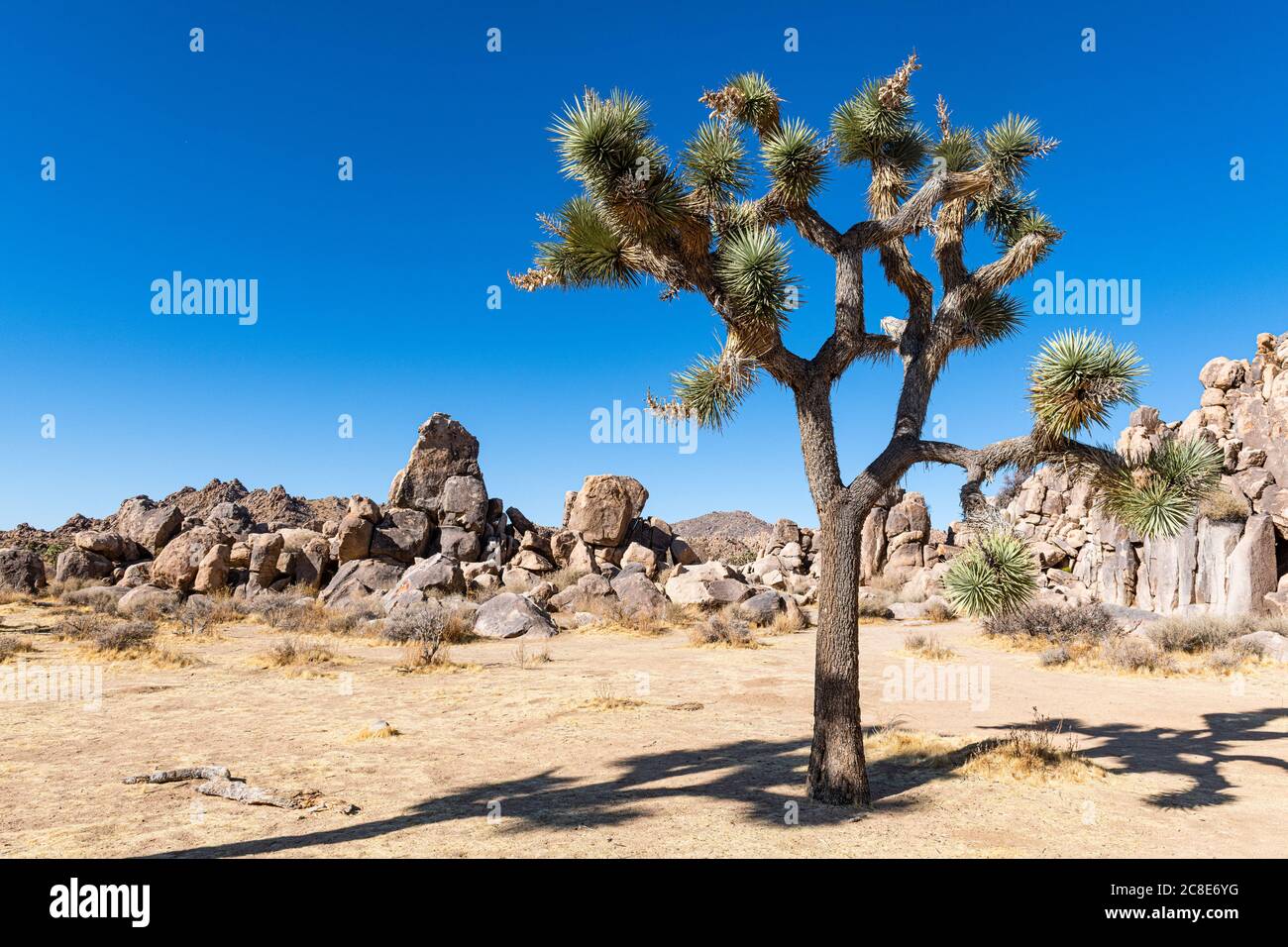 USA, California, Joshua tree (Yucca Brevifolia) in Joshua Tree National Park Stock Photo