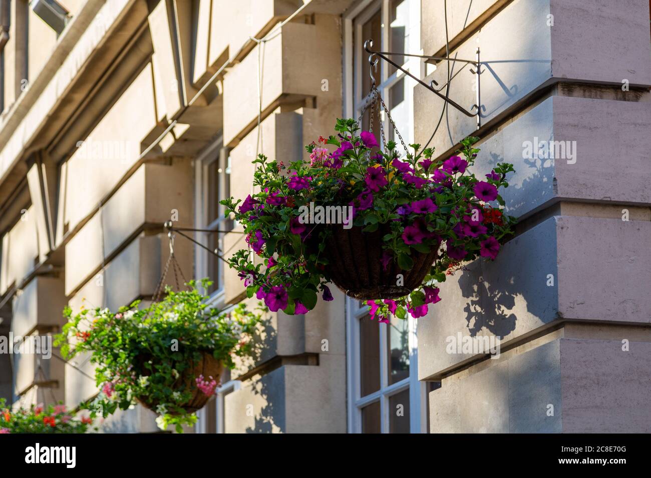 a hanging basket filled with flowers on the side of a Georgian building Stock Photo
