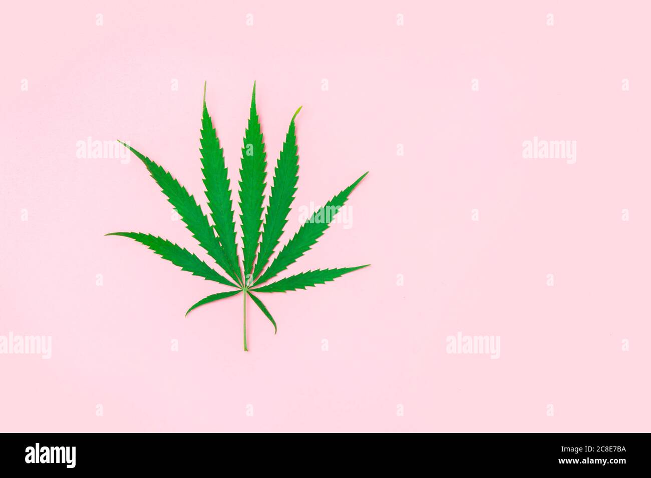 Hemp or cannabis leaf isolated on light pink background. Stock Photo